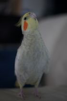 見上げてごらん