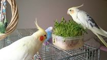 みんなで豆苗