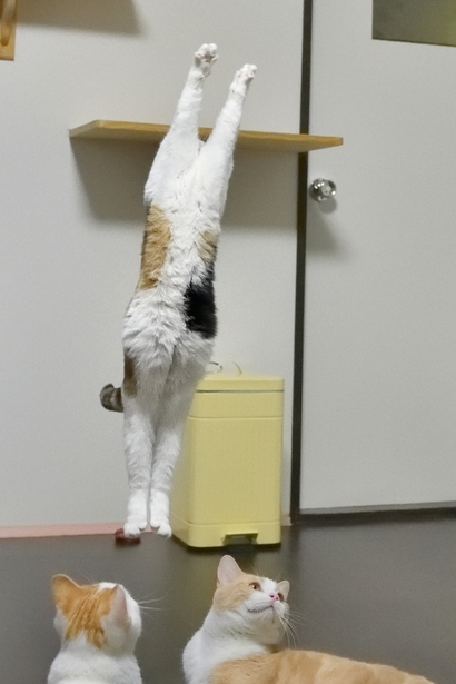 作品