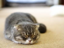 ふて猫にゃん！