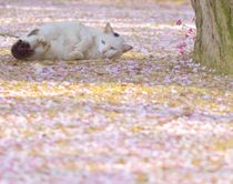 さくらねこ