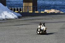 何(ニャン)だ！