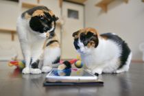 親子のブーム