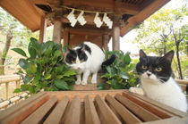 お賽銭はこちらへ
