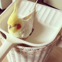 ちり鳥