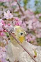 お花見（花より○○）