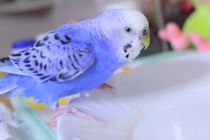 「ちべたっ！」