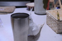 隠れたつもり