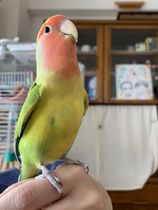 にょん♪