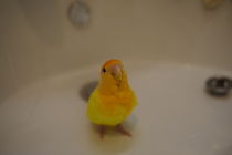 水浴びおわりました
