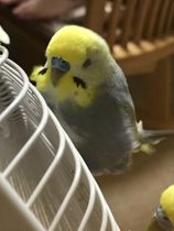 やっぱり夏はこれじゃろ