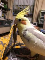 お気に入りのハンカチ