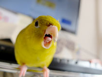 がおー