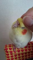 カキカキ大好き