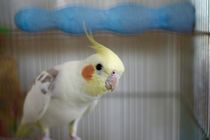きょうみしんしん
