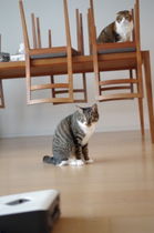 奴が来た！.JPG