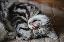 幸せそうなのは良いが、舌が出てるよ
