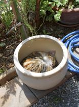 鉢猫