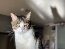 邪悪な猫