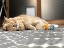 遊び疲れて...