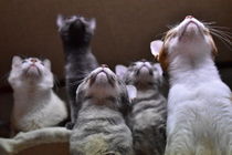 ねこくち