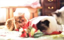 クリスマスのプレゼントは？