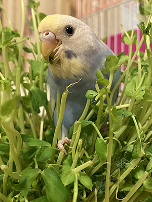 豆苗からこんにちは♪