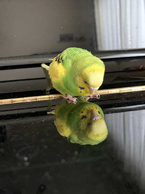 ピアノの向こう　あなた、だぁれ？