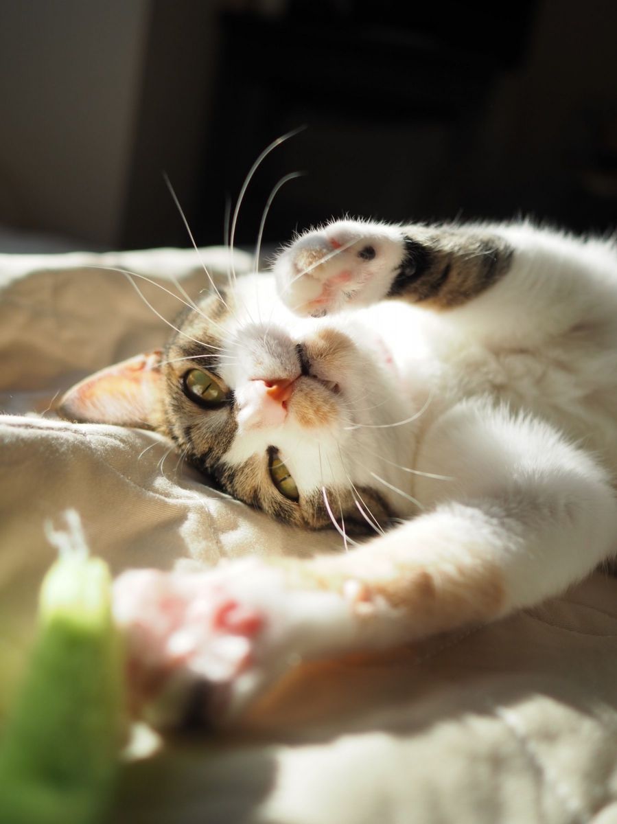 ゴロゴロ猫ぱーんち！