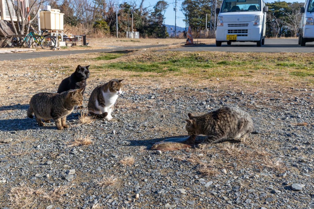 見てても　や、やらんよ！