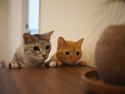 あれは何だろにゃ
