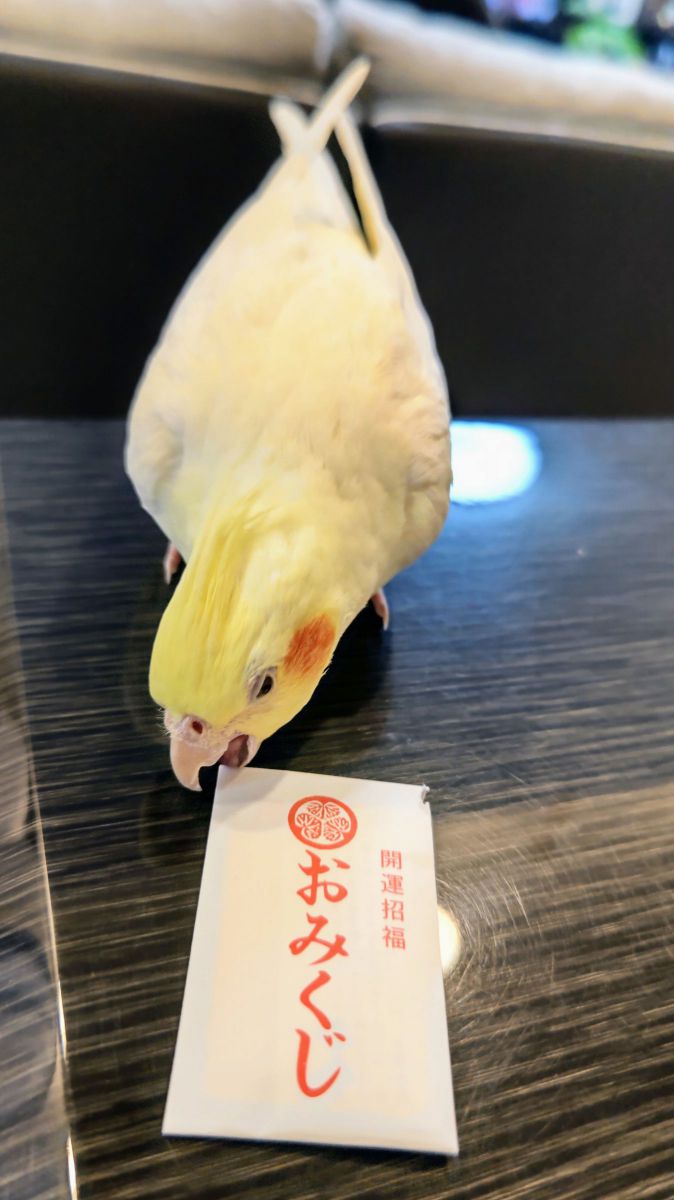 どんな幸運を届けてくれたのかな～♪