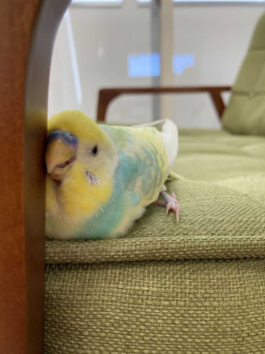 ズベー