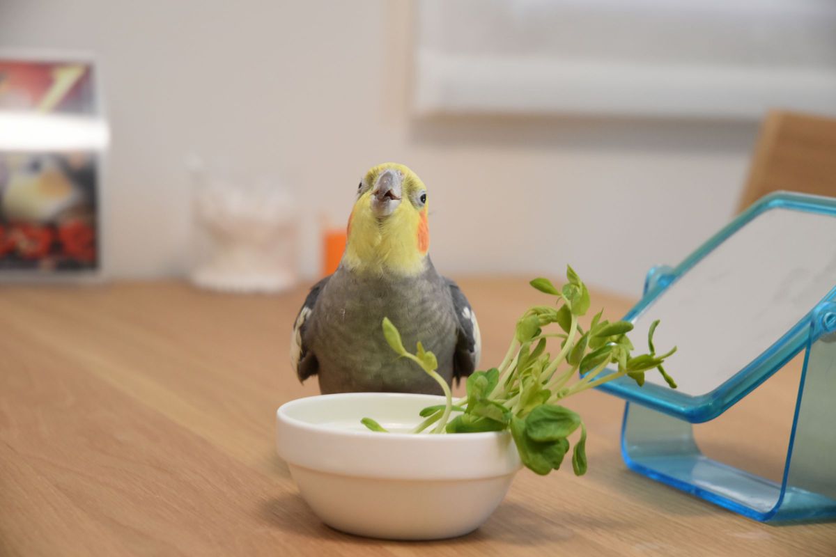 おみずおいし！