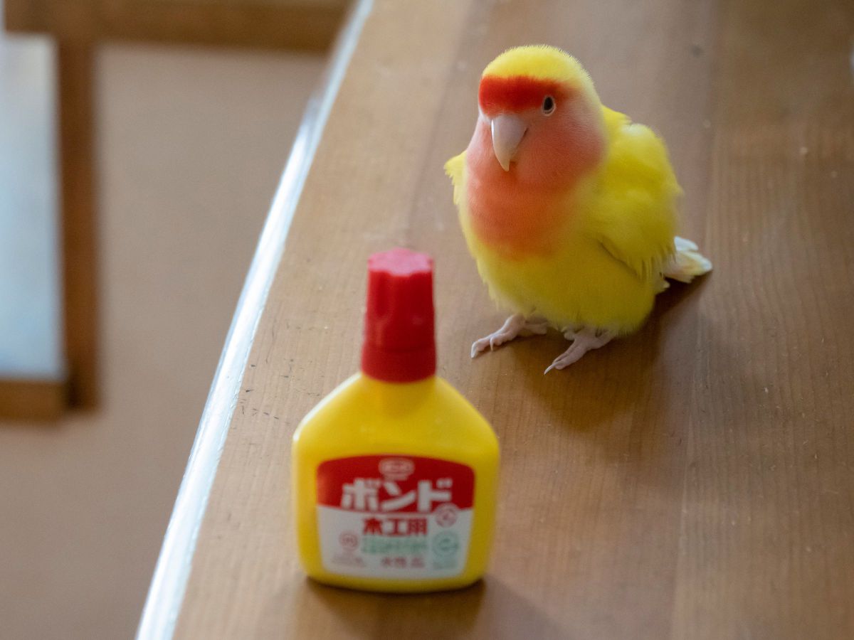 お友達？