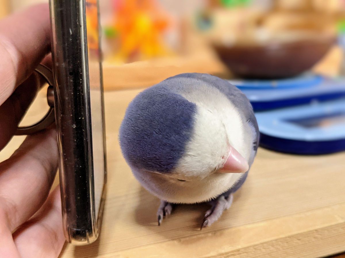 まんまるなオカッパ