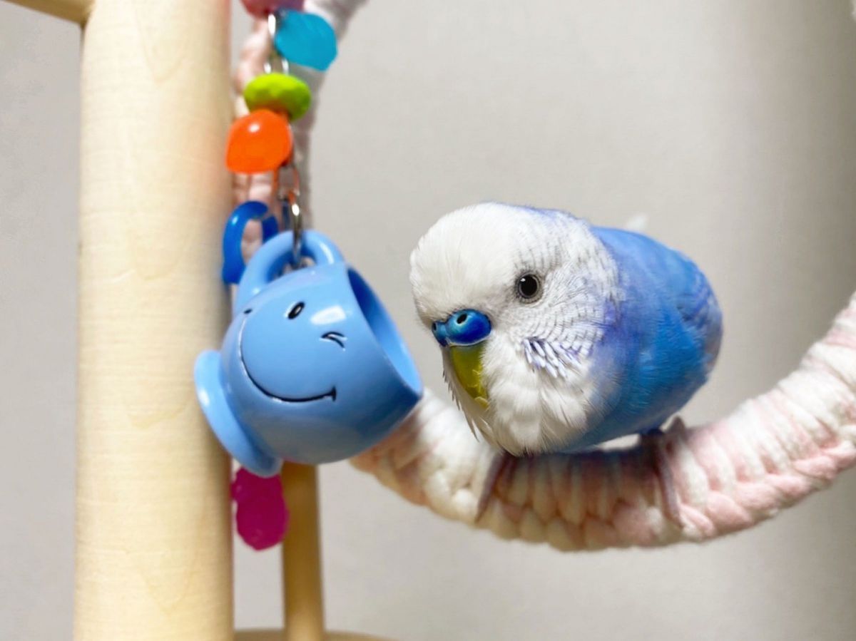 一緒にお茶会はどうですか？