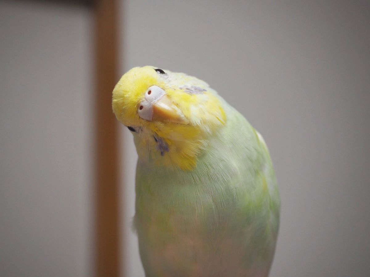 くびかしげ