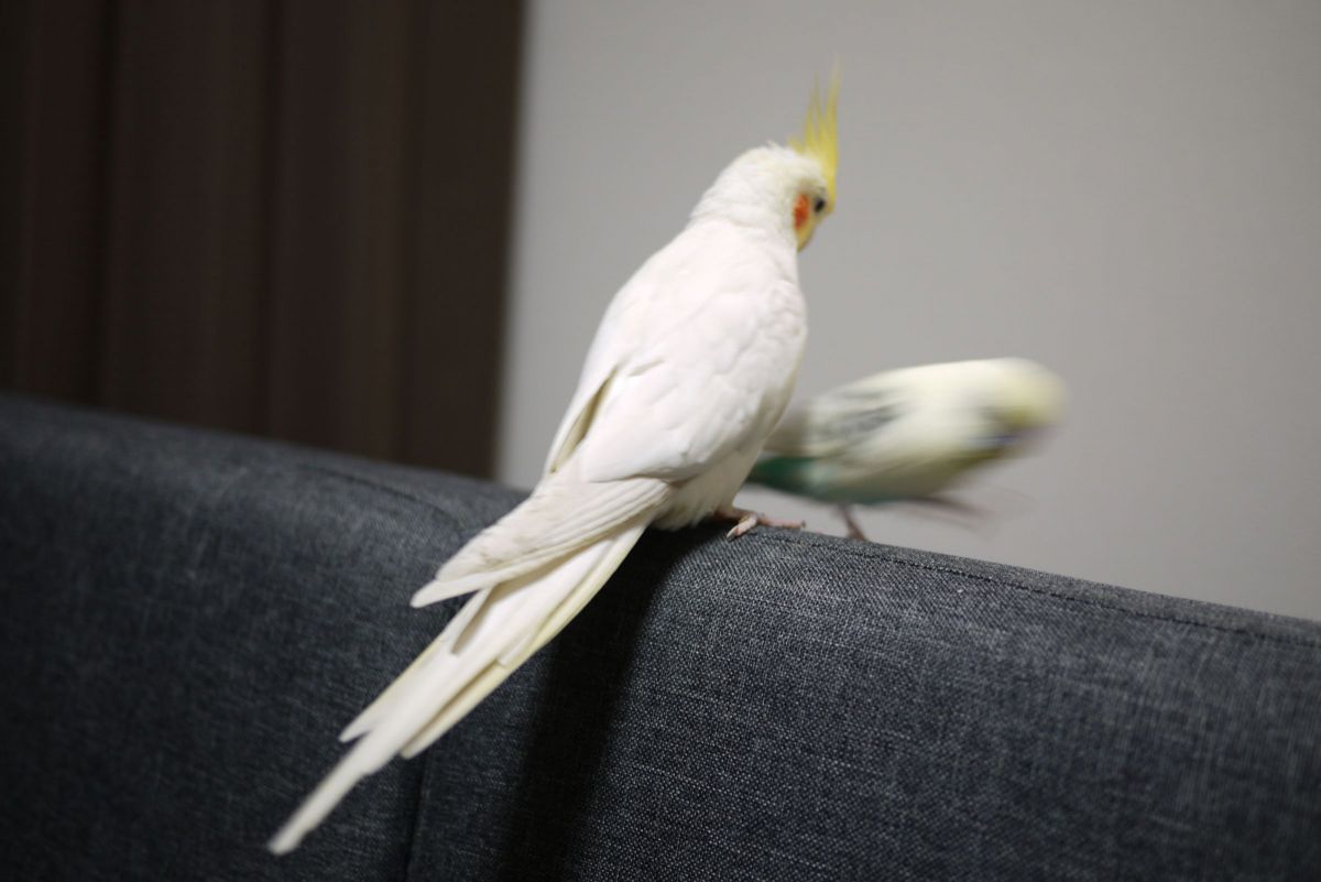 目にも止まらぬ速さで。