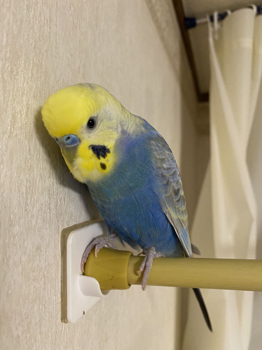 聞き耳
