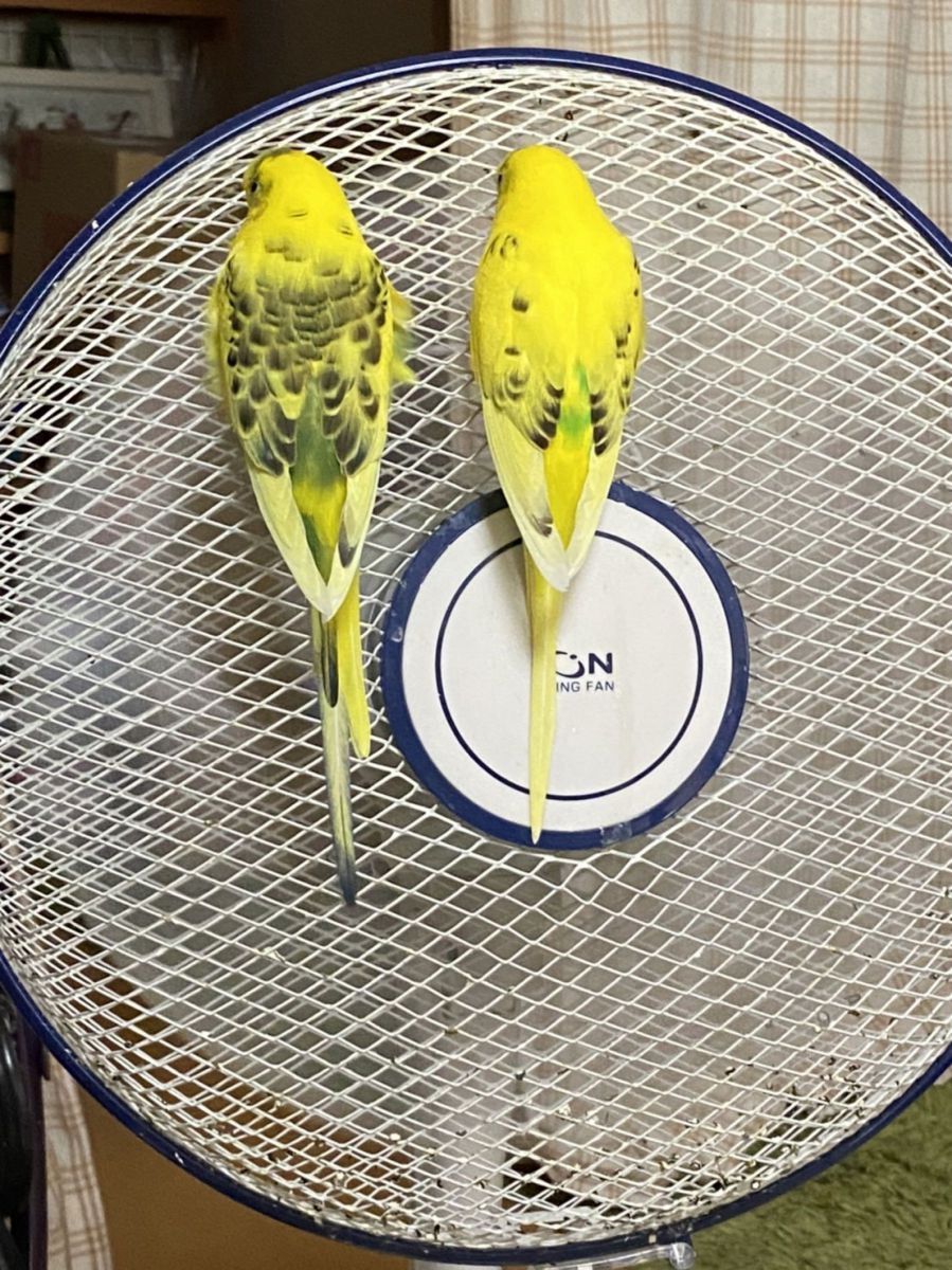 暑いね