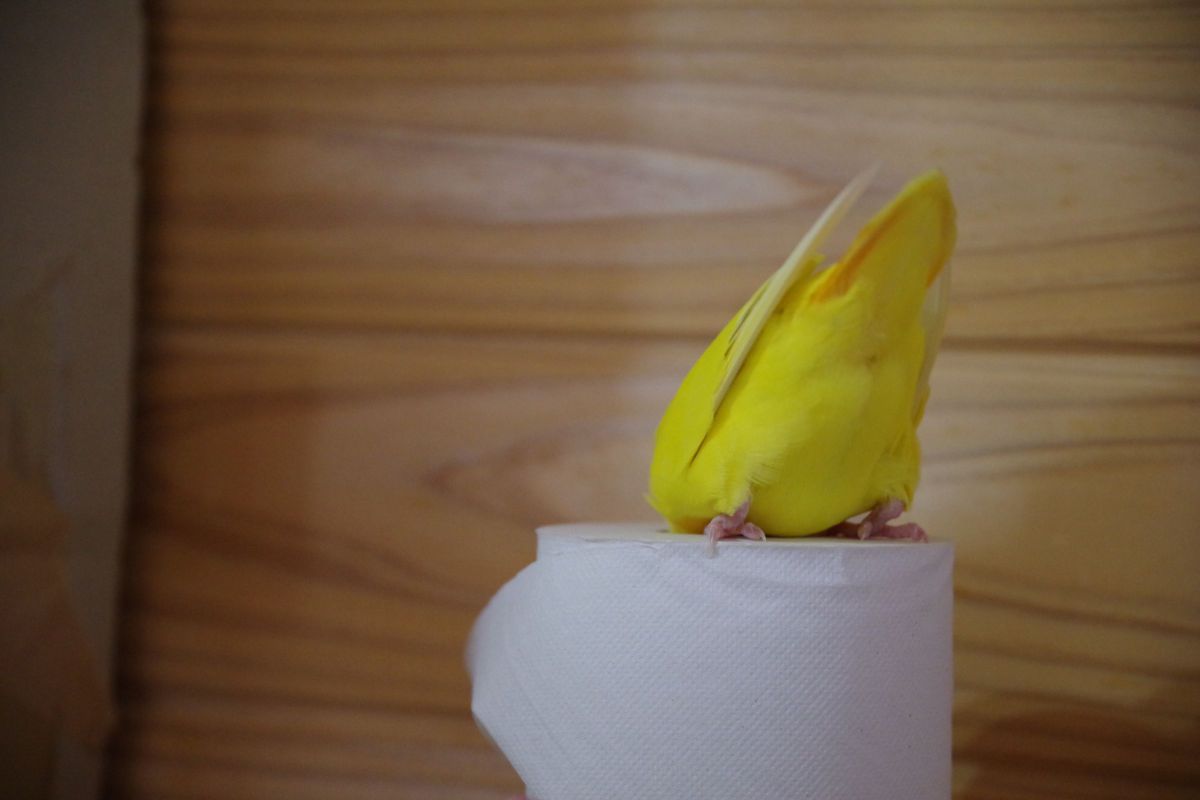 おしり