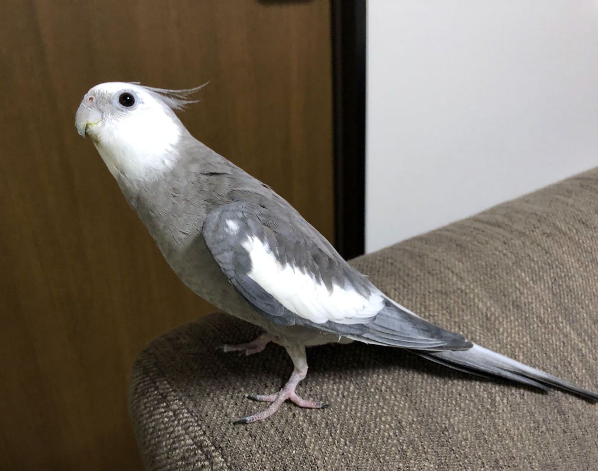 パパ、おかえり〜
