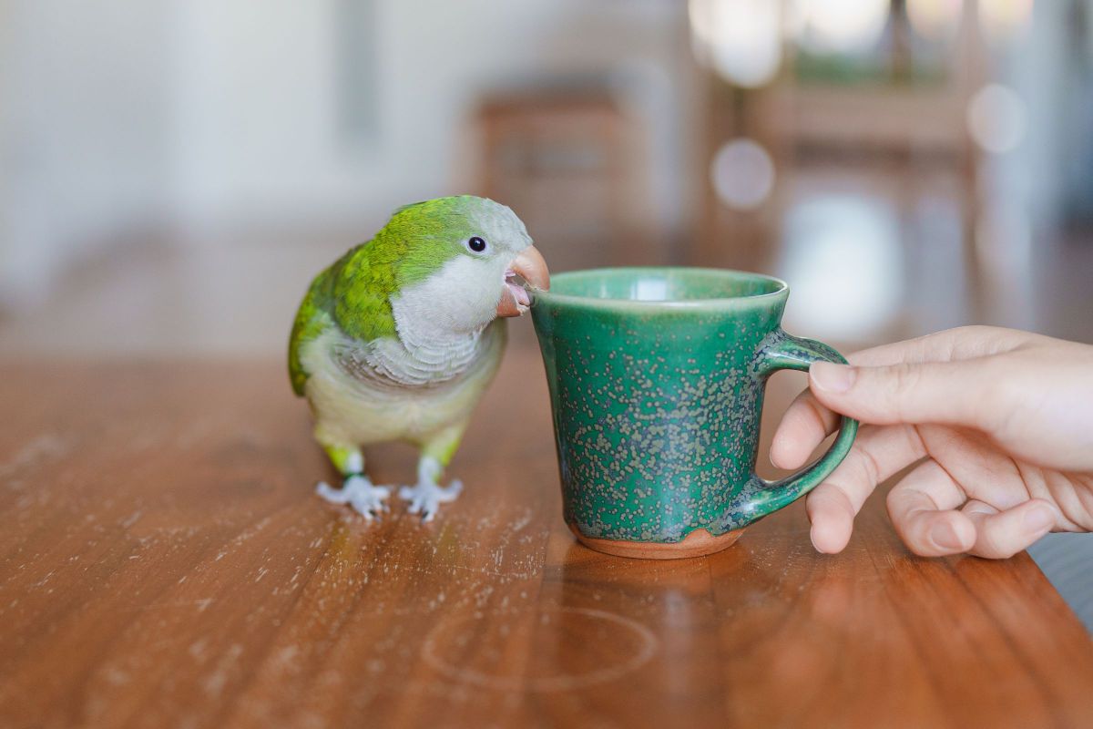 マグカップにいたずら
