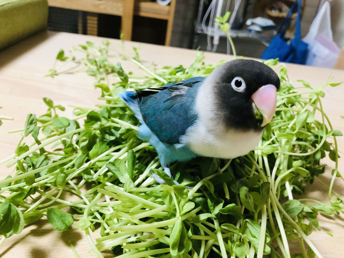 豆苗ダイブ