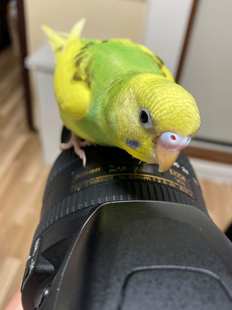 カメラじゃなくてこっち見て！
