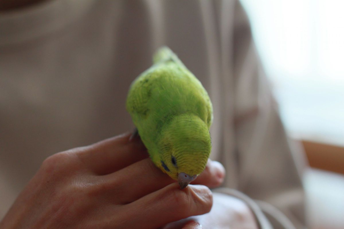 遊んでよー