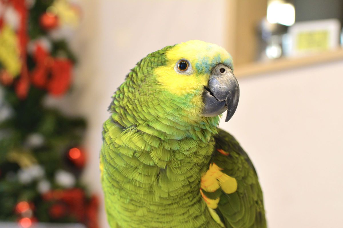 アオボウシインコのタロ
