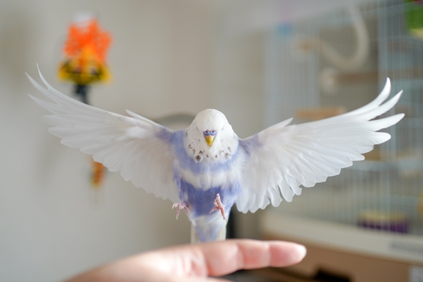 もふもふ大ジャンプ