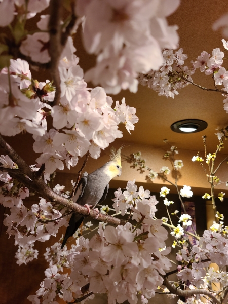 お花見